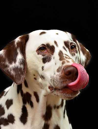Chien babine